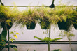 © Paige French - Plants growing in pots in greenhouse