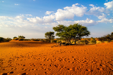 kalahari desert landscape, namibia
