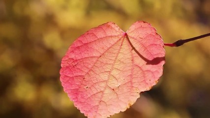 Poster - Autumn leaf in a breeze