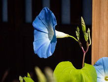 Blue Japanese Morning Glory Flower