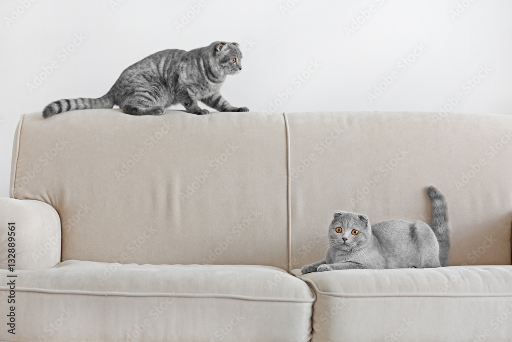 Cute funny cats on sofa at home