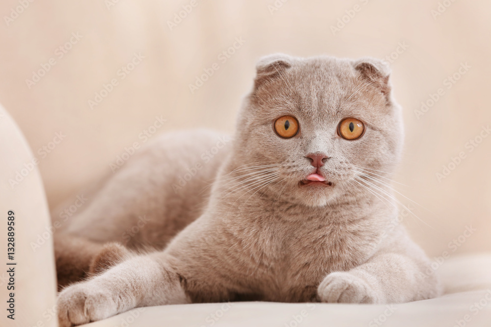 Cute cat lying on sofa at home