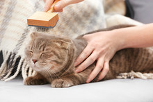 Owner Brushing Cute Cat At Home