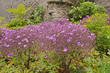 Bushes purple flowers - 
