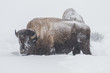 Bull bison foraging in the deep snow during a storm in Yellowsto