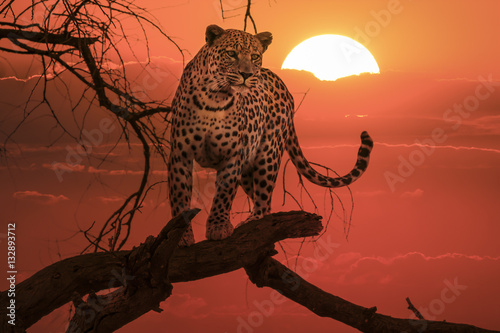 sunset leopard on branch Slika na platnu