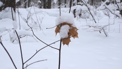 Wall Mural - Snowy branches in forest. Beautiful day in forest at wintertime.