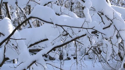 Wall Mural - Snow on the tree branches. Winter View of trees covered with snow. The severity of the branches under the snow. Snowfall in nature.