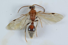 Velvet Ant Male