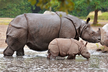 Mother And Calf Rhino