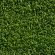 Seamless tileable texture - green wall hedge foliage 01