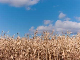 Corn Stalks and blue sky