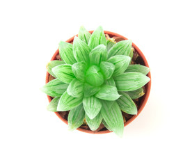 the succulents plant in pot on white background , overhead or to