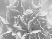 Black And White Gray Petal Flowers In Soft Style For Background.
