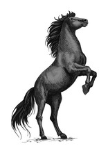 Rearing Black Horse Sketch For Equine Sport Design