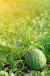 Watermelon in the garden lying on the ground