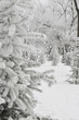 snow-clad fir tree