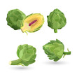 Artichoke green flower heads isolated. Vector illustration of edible vegetable