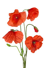 Wild Red Poppy Flowers Isolated Bunch