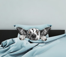 Cute Dog Laying In Bed And Afraid Of Something