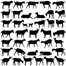 Goat Collection - Vector Silhouette 