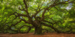 Leinwandbild Motiv Angel Oak Tree Panorama 