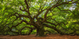 Fototapeta Las - Angel Oak Tree Panorama 