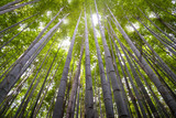Fototapeta Sypialnia - Bamboo Forest in Arashiyama, Kyoto, Japan