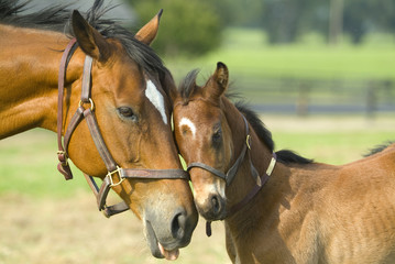 beautiful horse mare and foal in green farm field pasture equine industry