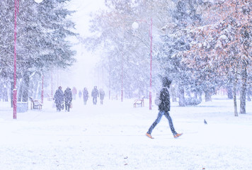 Poster - City park in winter with heavy snowfall. Passers people and a man walks down the street in the snow storm in the city. Snow flakes falling.