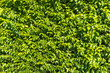 Green leaves hedge on sunny day texture background