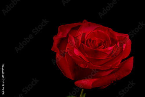 Rose Rouge Sur Fond Noir Buy This Stock Photo And Explore
