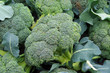 Farm fresh broccoli heads displayed for market