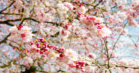 Fotomurales - Glückwunsch, alles Liebe: Japanische Kirschblüten vor blauem Frühlingshimmel :)
