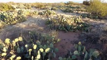 Low Aerial Pullback Over A Patch Of Prickly Pear Cactus