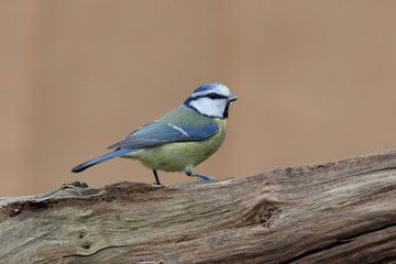 Poster - Blue tit, Cyanistes caeruleus