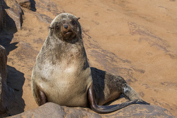 brown fur seal (arctocephalus pusillus), cape cross, namibia