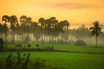 paddy fields landscape in andhra pradesh ,india