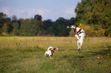 Fototapeta Psy - Happy dogs playing with ball