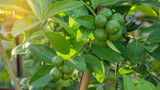 Fototapeta Morze - Lime green tree