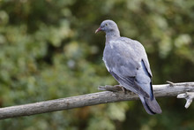 Young Wood Pigeon (Columba Palumbus), Spain