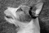 Fototapeta Psy - A dog's profile