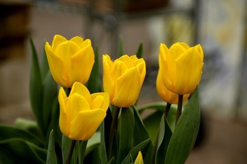 Yellow tulips