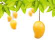 Mango fruit with leaves isolated