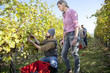 © Lumi Images - Friends harvesting grapes together in vineyard