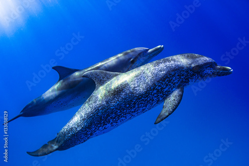 Fotografie, Obraz Atlantic spotted dolphins bimini bahamas