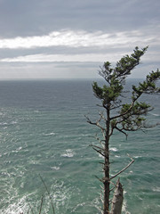 Lone tree on coast line