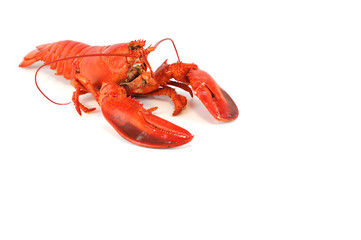 Wall Mural - single cooked red lobster isolated on white background