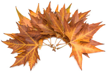 autumn maple leaf on a white background
