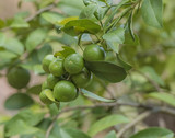 Fototapeta Morze - Lemons hanging on a lemon tree.